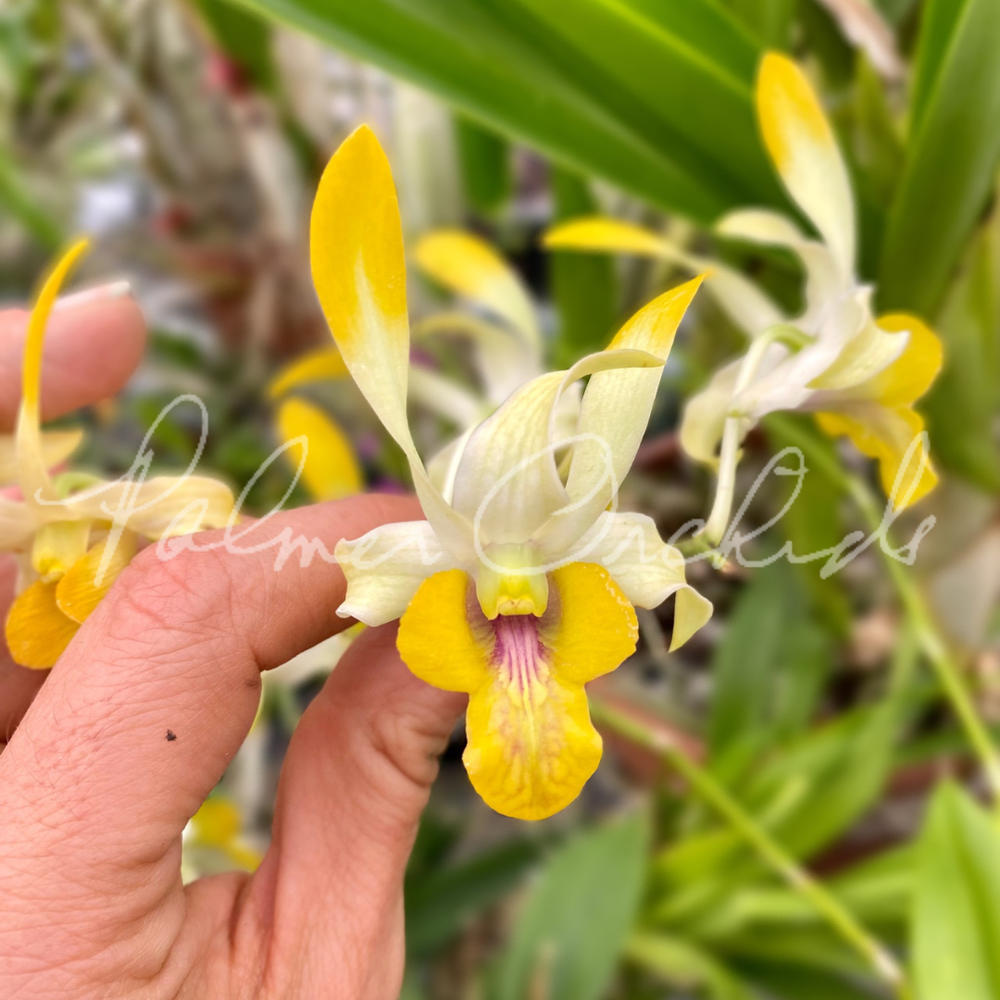 Den.+Chan-Chao+Palmer+Orchids+
